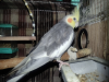 Adult Male Cockatiel